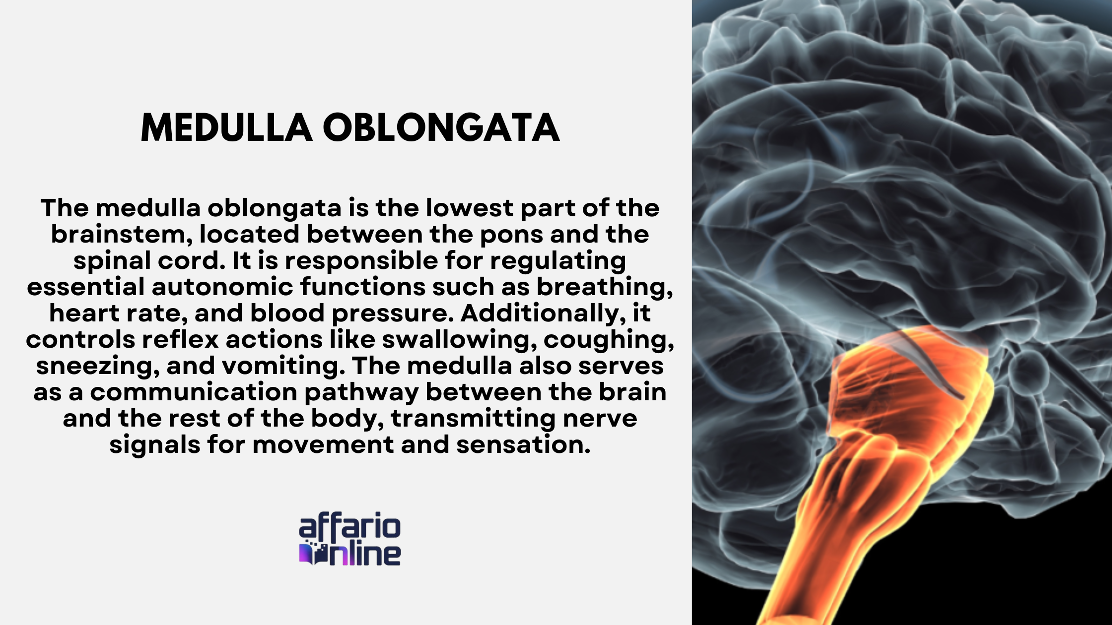Medulla Oblongata